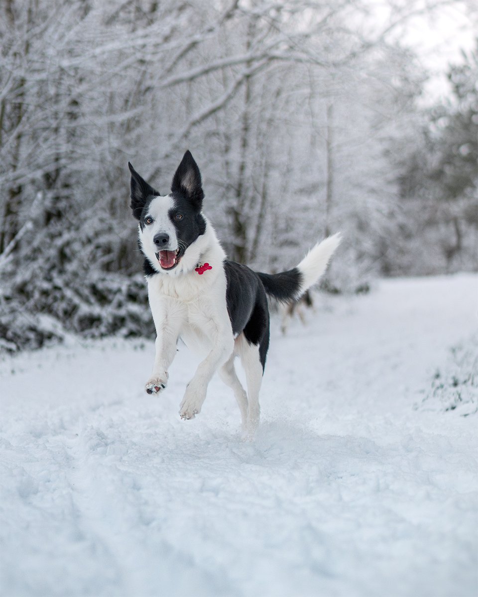 JolinaWolf's tweet photo. it's my dog https://t.co/ROG6xECuc1