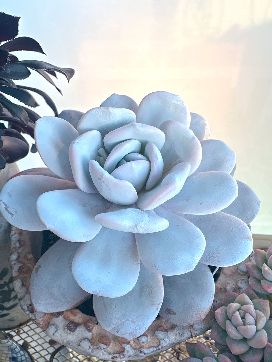 ⠀速達付き】まめこ様ご依頼分 桜大福他 多肉 エケベリア 錦玉園さん