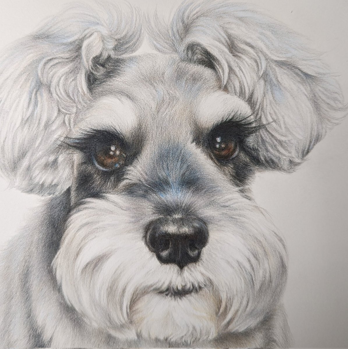 おはようございます☀
今年の冬は暖かいですね～
このこのまつ毛が可愛すぎて、また皆さんに見てもらいたくての再登場です😊
ほっぺも触りたくなるモフり具合💖
毛も抜けないなんて、すんごい素敵

#ミニチュアシュナウザー #シュナ #色鉛筆画 #ペット肖像画 #つけま #もふもふ生活 #ありがとう