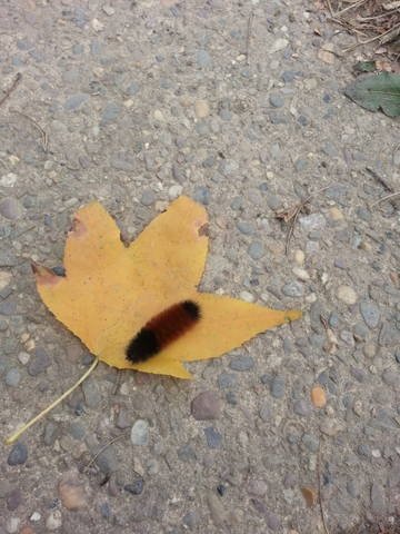 grossb0y's tweet image. the caterpillar believes that if it stays on its leaf for long enough, that eventually, the wind will blow them away to a much kinder place
