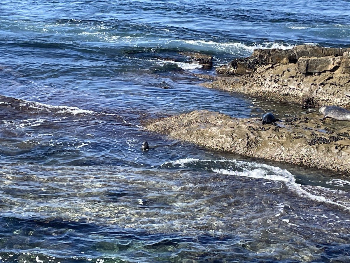 sameko71's tweet image. 野生のゴマフアザラシを見た