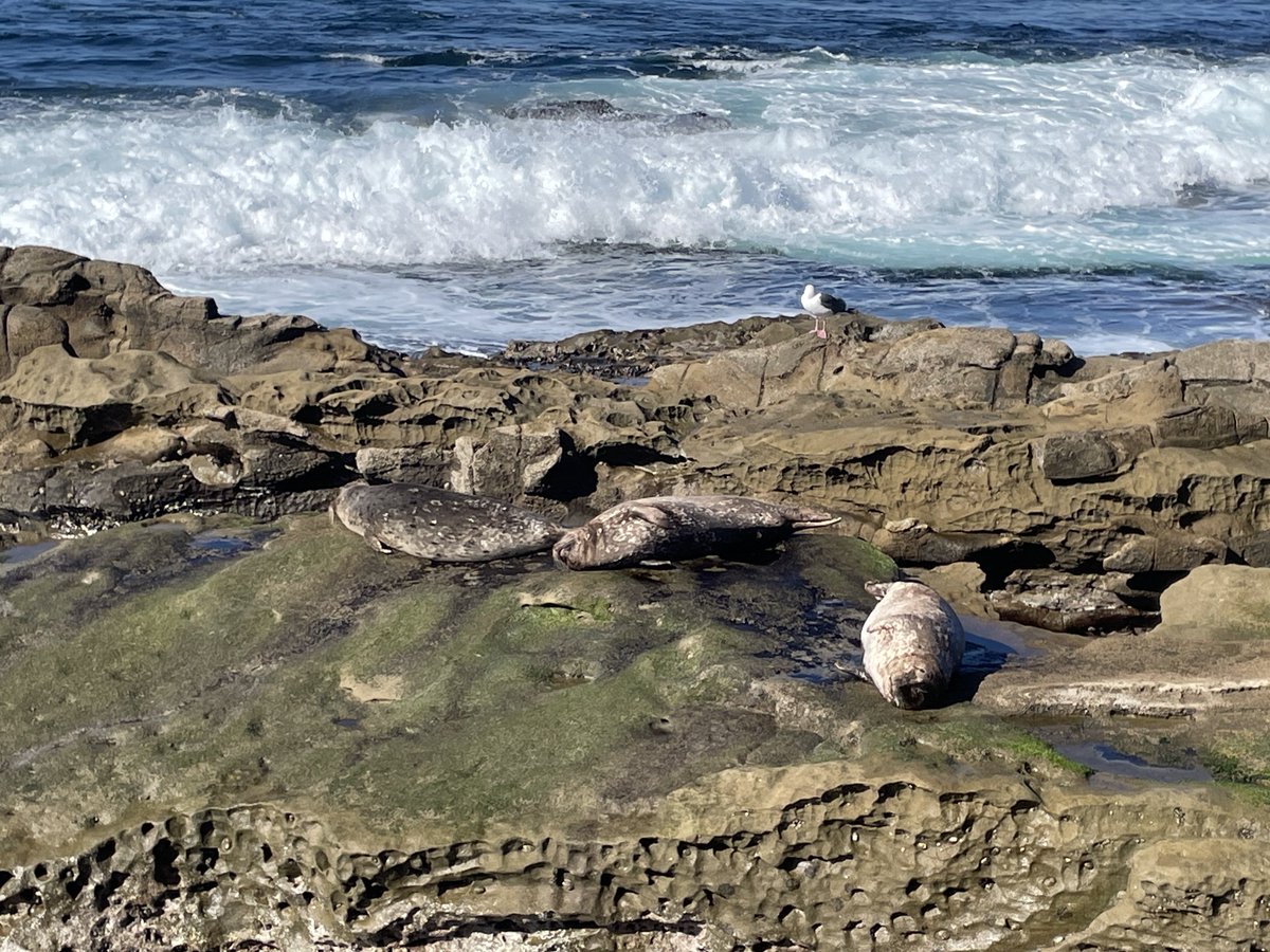 sameko71's tweet image. 野生のゴマフアザラシを見た