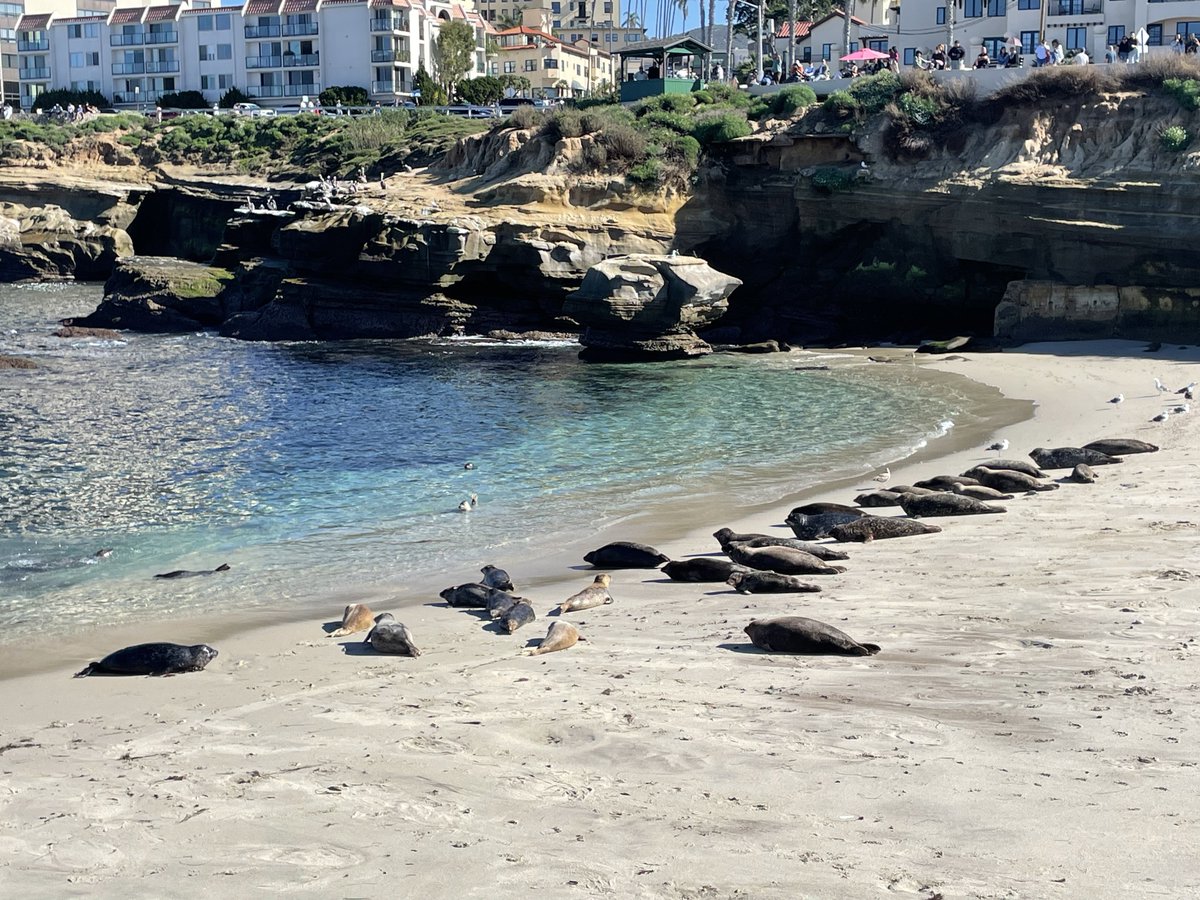 sameko71's tweet image. 野生のゴマフアザラシを見た