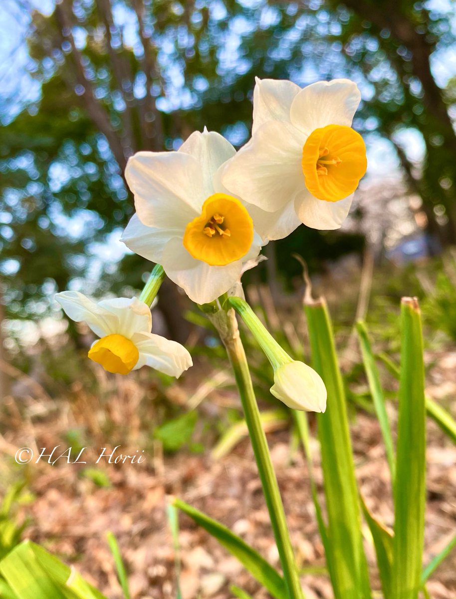 HALHoriiart's tweet image. 水仙🌼
#flower #nature
#NaturePhotography