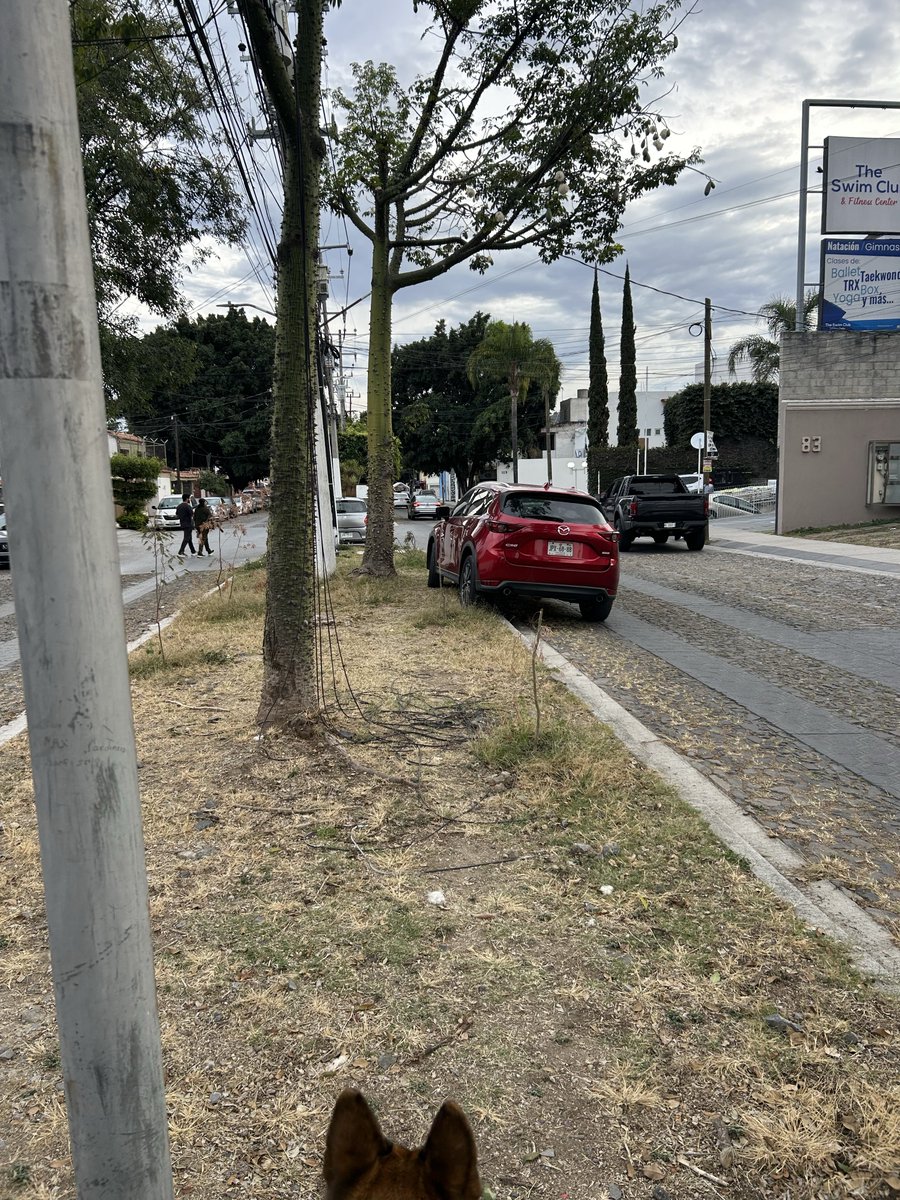 Jalisco, tierra de nadie en cuestiones viales… <a href="/Trafico_ZMG/">TráficoZMGuadalajara</a> <a href="/MovilidadZap/">Movilidad Zapopan</a> 
En ciudad granja