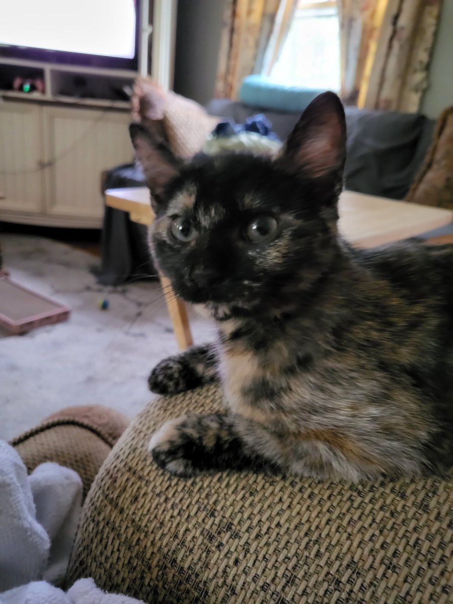 This is our rescue Peanut when she was a kitten. She picked me only I didn't realize I had to pass a background check.  The rescue center would accept no deposit, no pleading, said if she was still there when my application was complete then it was meant to be. I thank God