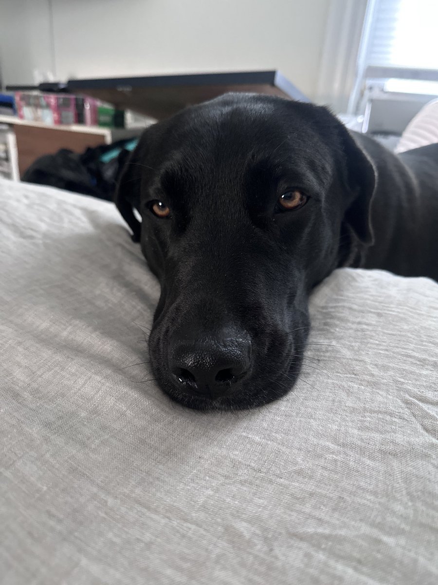 localghost13's tweet image. How can I write with this face staring at me 😭 💕