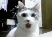 itsadilshan's tweet photo. “It’s 1 AM and I’m questioning every life choice instead of sleeping 🫠 Normal?” 🙀 https://t.co/NpcrzbZ8E6