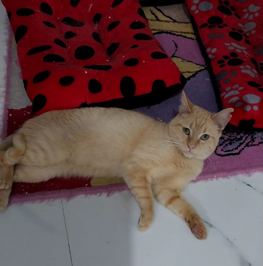 firulaisasalvo's tweet photo. Me piden ayuda para difundir a este michi precioso. Tiene un año y todo su protocolo. Es muy noble, se lleva con otros michis y perros

¿Me ayudan a buscarle una casita bonita? https://t.co/wMmTWtQuOI