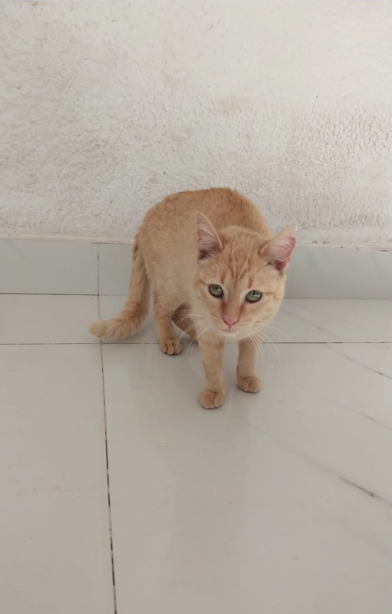 firulaisasalvo's tweet photo. Me piden ayuda para difundir a este michi precioso. Tiene un año y todo su protocolo. Es muy noble, se lleva con otros michis y perros

¿Me ayudan a buscarle una casita bonita? https://t.co/wMmTWtQuOI