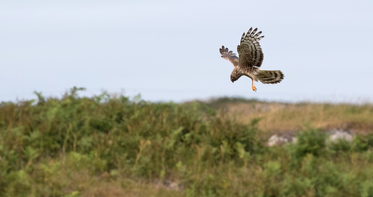 Raptor Persecution UK tweet media