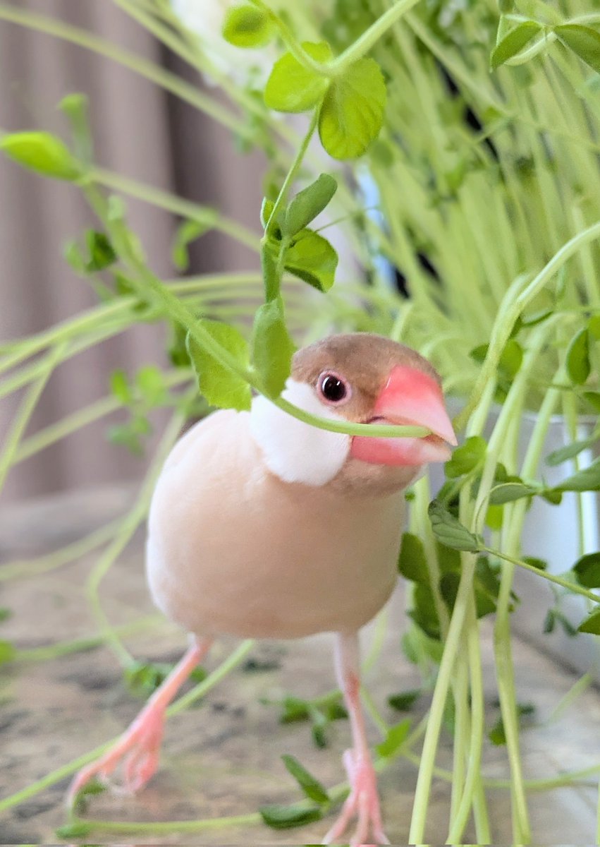 hellomochishop's tweet photo. 朝から豆苗ブッフェです🌿 https://t.co/WUOghdGmzc