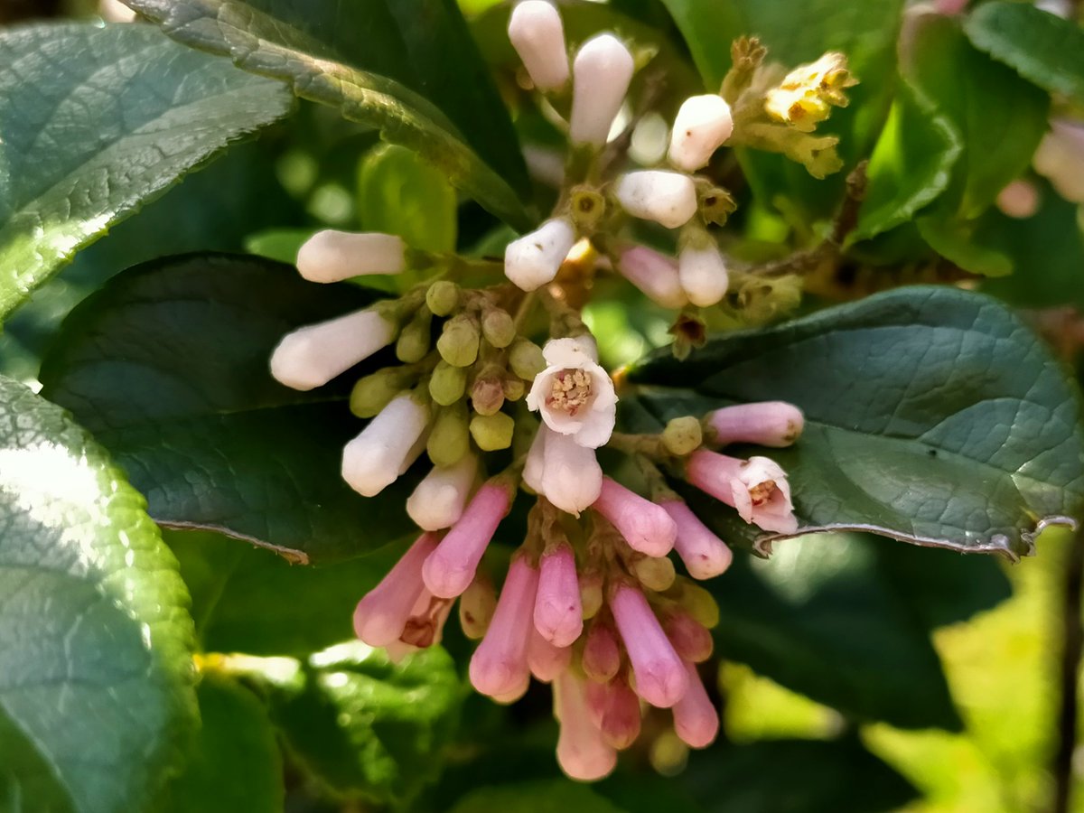 識名園 勧耕台の #ゴモジュ が咲き始めていました。｢胡麻樹｣から