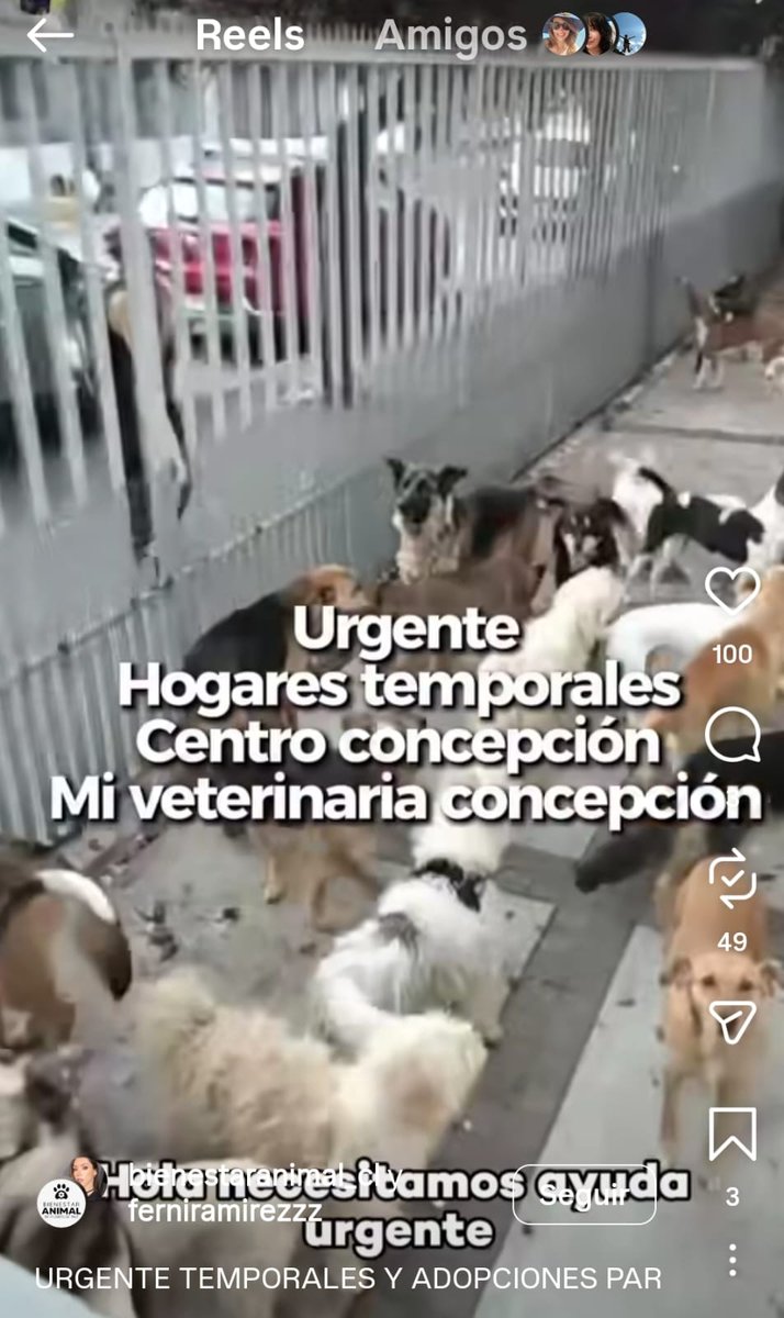 El refugio de animalitos ya fue evacuado y todos fueron llevados a  la clínica Mi Veterinaria Concepción.  Ahora se necesita toda la cooperación para conseguir rápidamente hogares temporales. Si quieres ser HT puedes dirigirte a Calle Ongolmo 402, #Concepcion Favor RT /difundir🙏🏻