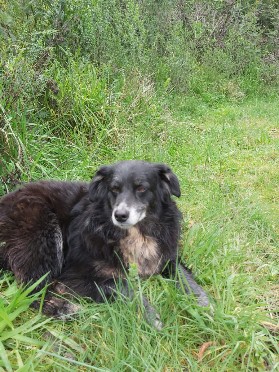 tendouslover's tweet photo. @Seferene me faltan estos, son la negra, Nala, Duquesa, copito y luna https://t.co/hjxTTwfSCF
