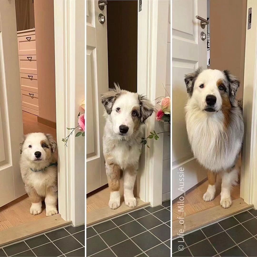 💖 (@twaniimals) on Twitter photo 