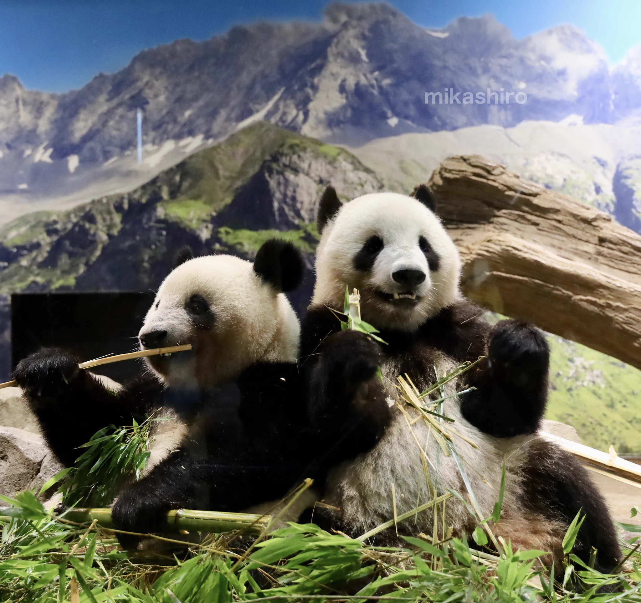 上野動物園の双子パンダ、シャオシャオとレイレイが1月27日に中国へ