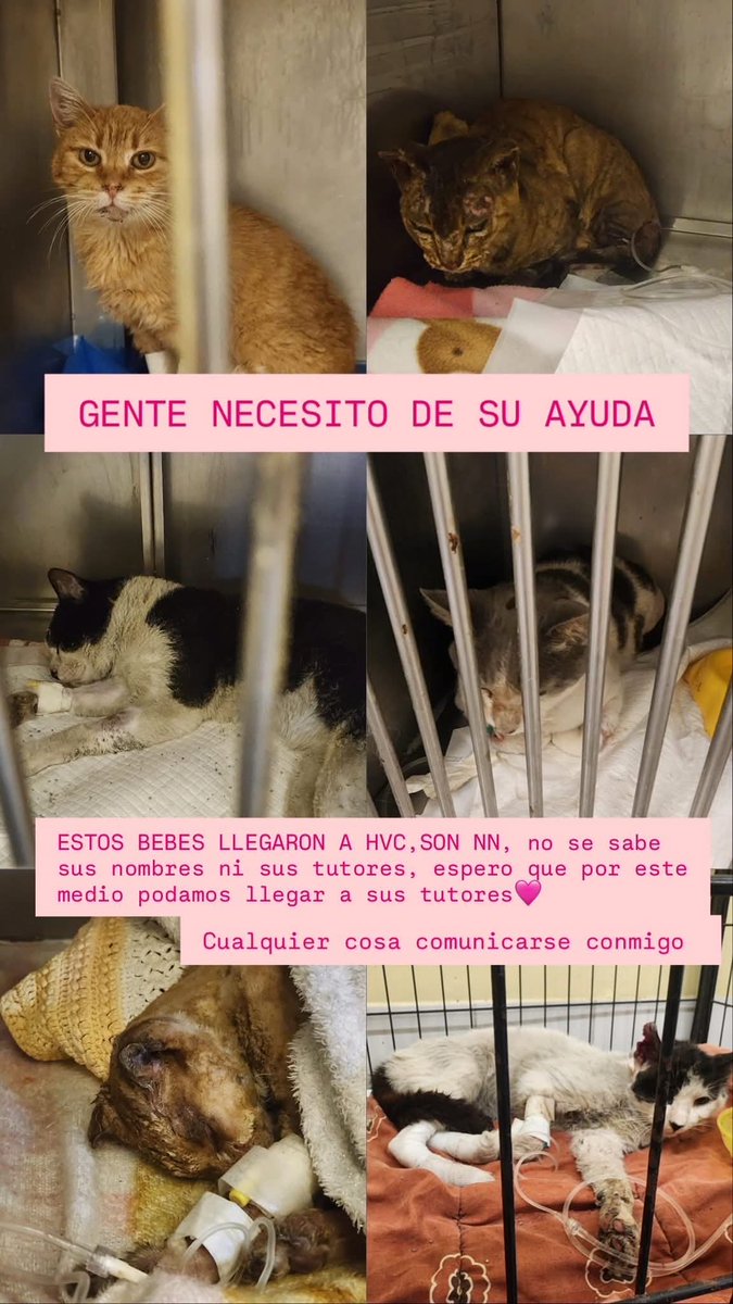 _ferna_isi's tweet photo. Animales buscan a sus familias en Hospital Veterinario de Concepción #Incendios #Concepción #Lirquen #PuntaParra #Chile https://t.co/nE5dWMTWVg