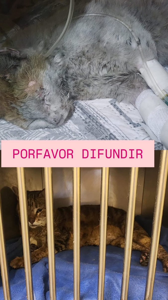 _ferna_isi's tweet photo. Animales buscan a sus familias en Hospital Veterinario de Concepción #Incendios #Concepción #Lirquen #PuntaParra #Chile https://t.co/nE5dWMTWVg