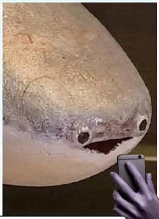 Pie 🐟 tweet media