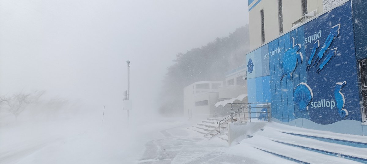 大雪に対する国土交通省緊急発表がありました
ご来館いただきたいのは山々ですが
無理なさらないようにお願いします🙏
雪かきが終わった水族館の様子です

#浅虫水族館 #水族館 #aquarium #大雪 #伝われ