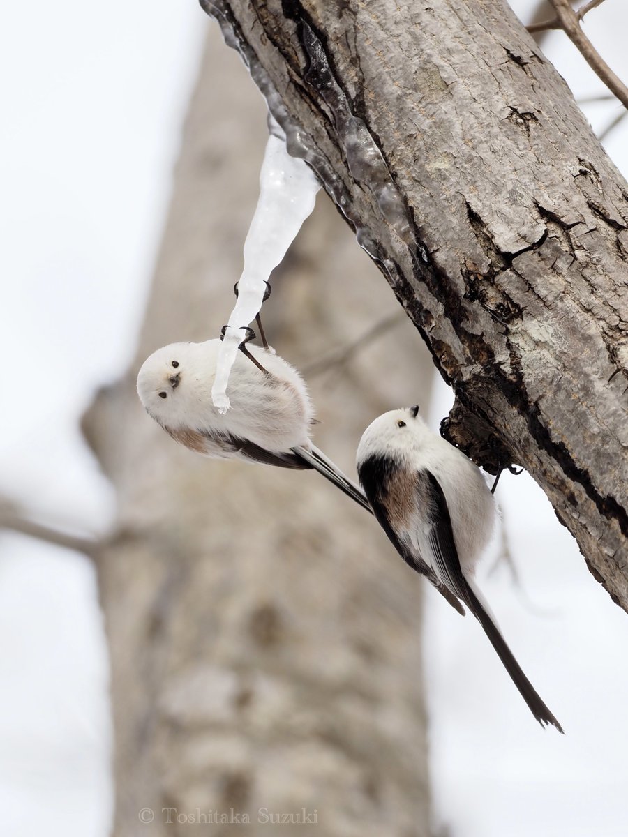 鈴木俊貴 Toshitaka Suzuki (@toshitaka_szk) / Posts / X