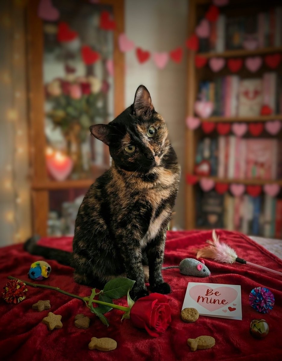 tea_telly's tweet photo. Mrs. Blossom says:
"Je me suis faite toute belle pour ce soir. Si ton cadeau n'est pas comestible ou ne contient pas d'herbe à chat, ne prends même pas la peine de rentrer. Je suis une princesse, pas une option." 💅👑😽 #SaintValentin #QueenCat https://t.co/VInT4IzwWg