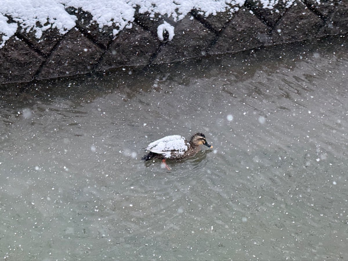 雪まみれでかわいい