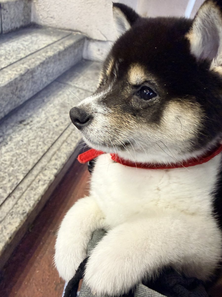 momo_saku_pan's tweet image. おはようございます。
にぃに達のお散歩に毎回抱っこ散歩で一緒についてきてる斑太郎さん。
半分以上爆睡してるのは内緒🤫