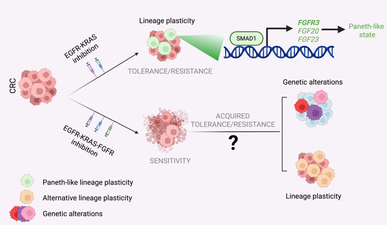 Cancer_Cell's tweet image. Adaptive plasticity in targeted therapy dlvr.it/TQRmJp