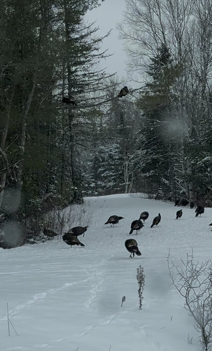 Wild turkeys in Maine