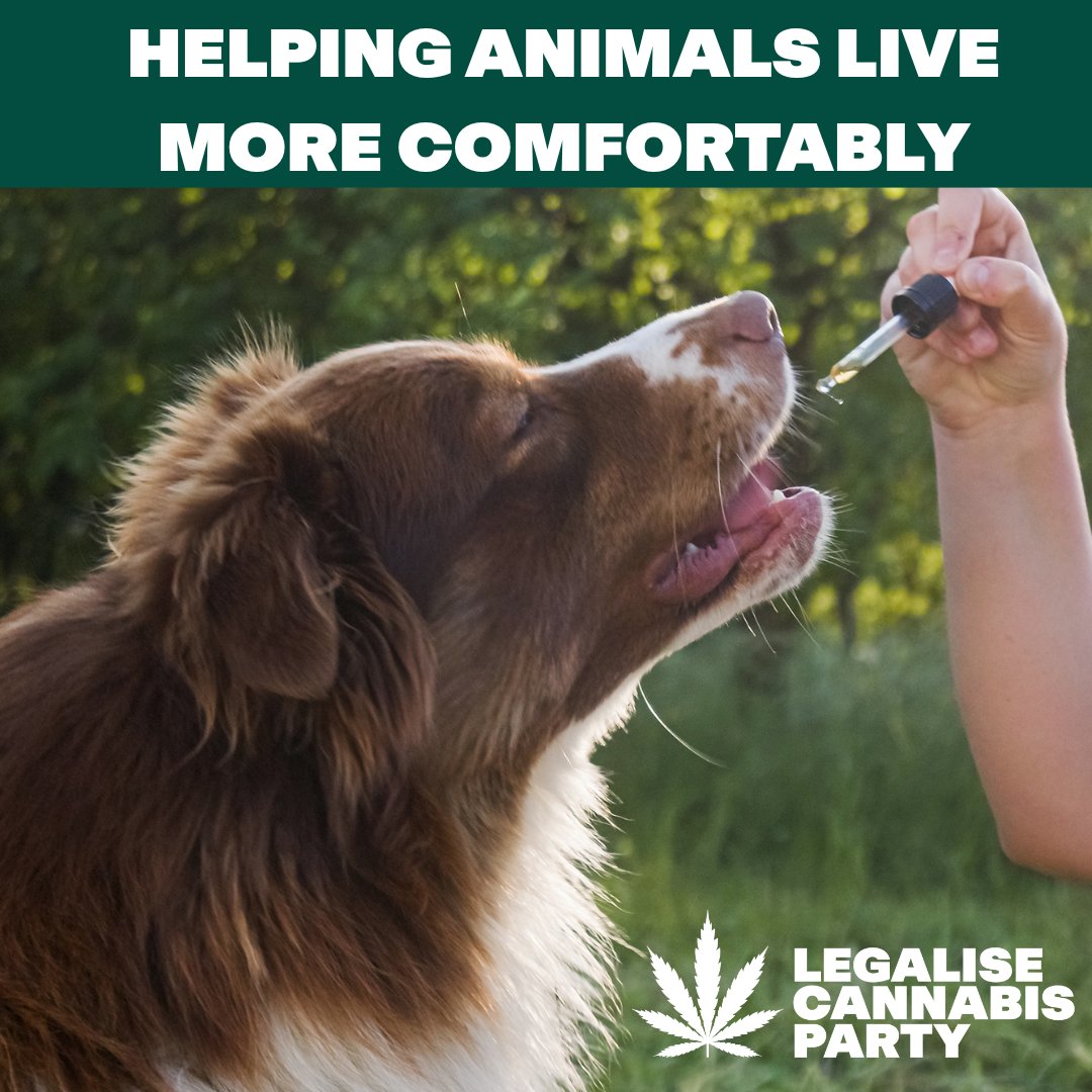 Legalise Cannabis Party tweet media