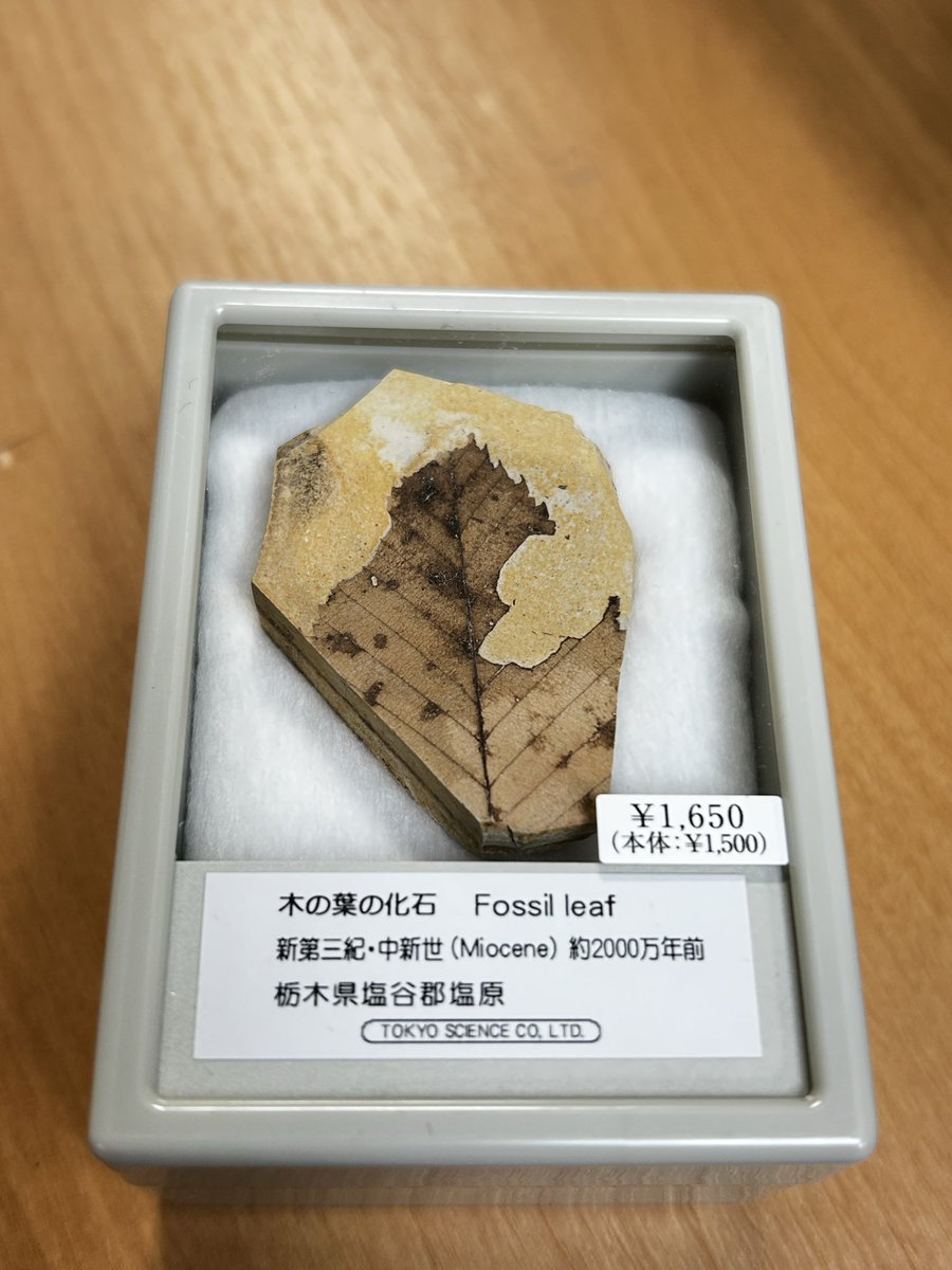 化石鉱物展 本日のオススメ #化石 は「木の葉の化石」です。 2000万年