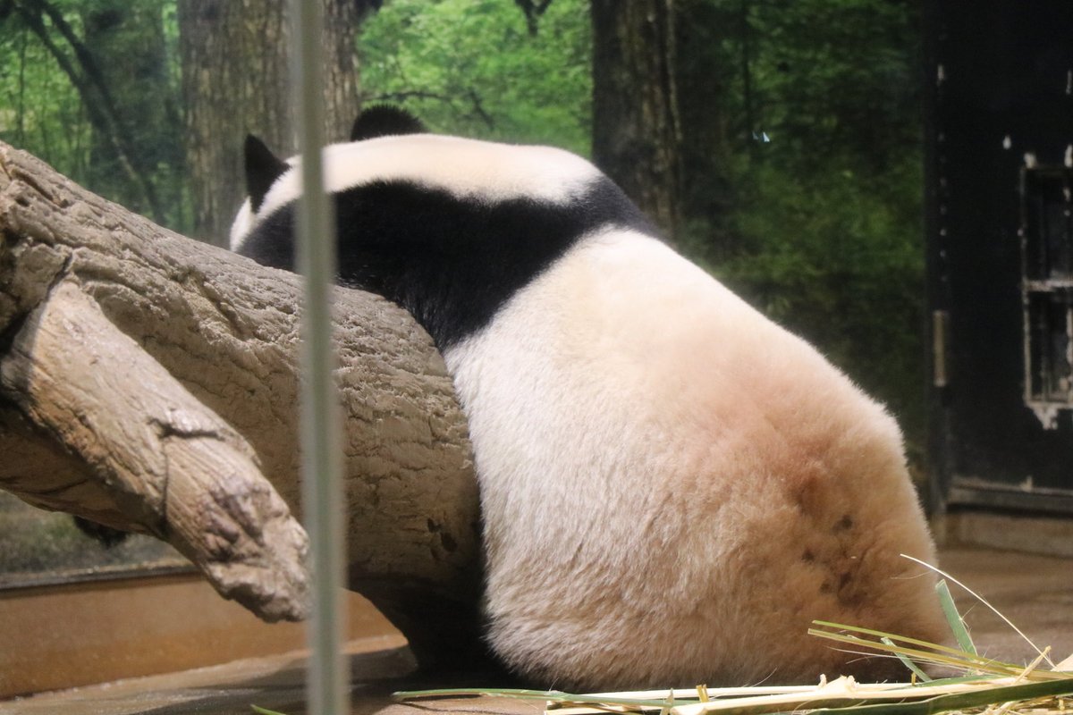 🐼2026/01/12🐼

シャオくんレイちゃん
たくさんの幸せをありがとう💓

01/12のシャオくんレイちゃんです

#上野動物園 #ジャイアントパンダ
#レイレイ #パンダ #蕾蕾 #シャオシャオ #暁暁