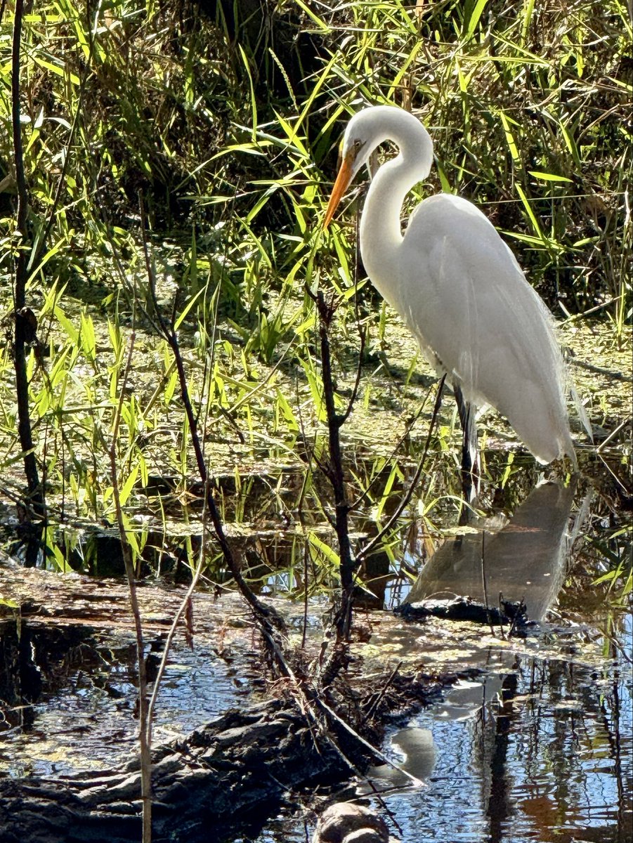 dolbyl's tweet image. me·an·der
/mēˈandər/
￼verb
1(of a river or road) follow a windingcourse. 
 #optoutside #getoutside #nature #NaturePhotography #lovefl #hikefl #hikeflorida #floridatrails #trailslikethese