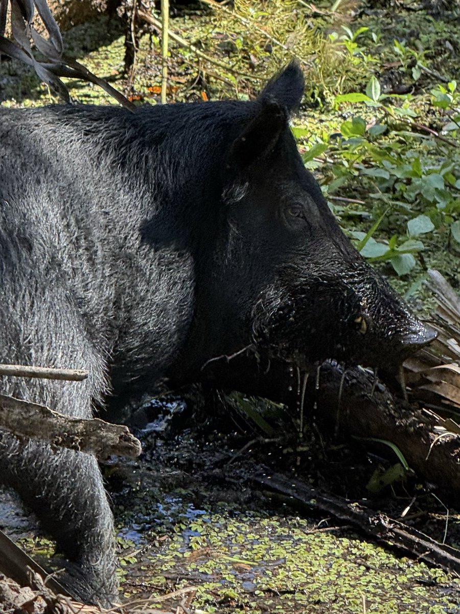 dolbyl's tweet image. me·an·der
/mēˈandər/
￼verb
1(of a river or road) follow a windingcourse. 
 #optoutside #getoutside #nature #NaturePhotography #lovefl #hikefl #hikeflorida #floridatrails #trailslikethese