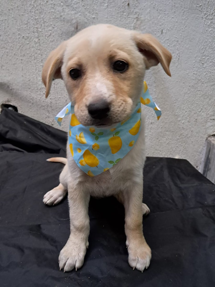 guatexanimales2's tweet photo. Estos cachorritos fueron rescatados de Amatitlán tienen dos meses y medio van a ser talla mediana a grande
Caso 4-2026 Capri hembra 
Caso 5-2026 Venecia 
Caso 6-2026 Roma hembra
Caso 7-2026 Milán macho 
Caso 8-2026 Vince macho 
Para adoptar pide formulario y cambia una vida 🐕. https://t.co/PF3tYO5sQl