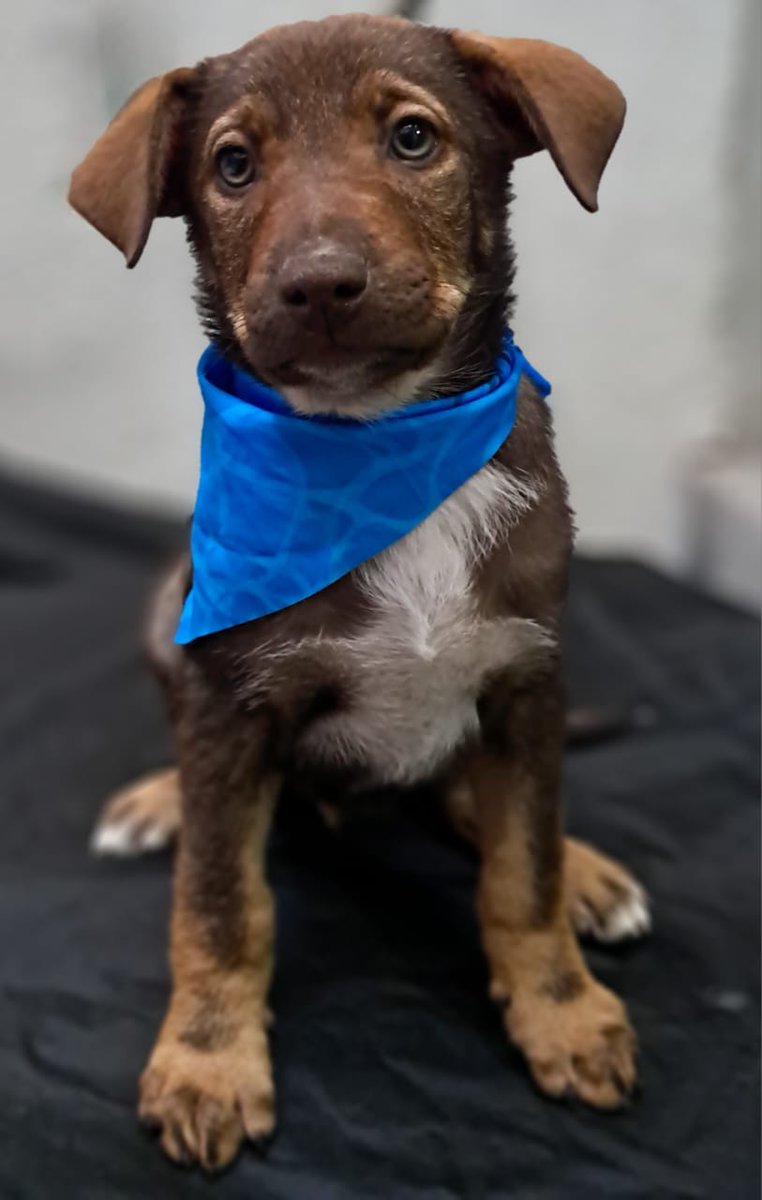 guatexanimales2's tweet photo. Estos cachorritos fueron rescatados de Amatitlán tienen dos meses y medio van a ser talla mediana a grande
Caso 4-2026 Capri hembra 
Caso 5-2026 Venecia 
Caso 6-2026 Roma hembra
Caso 7-2026 Milán macho 
Caso 8-2026 Vince macho 
Para adoptar pide formulario y cambia una vida 🐕. https://t.co/PF3tYO5sQl