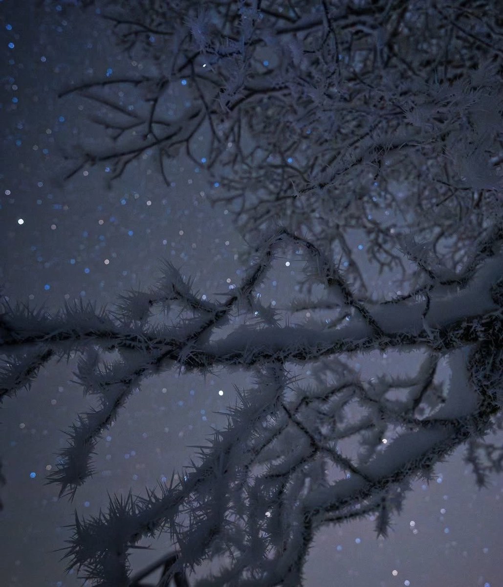 RobinStanfill2's tweet image. I send you all peace🕊️

✨
      ❄️
✨

Goodnight ~
Till the morning light✨🌙