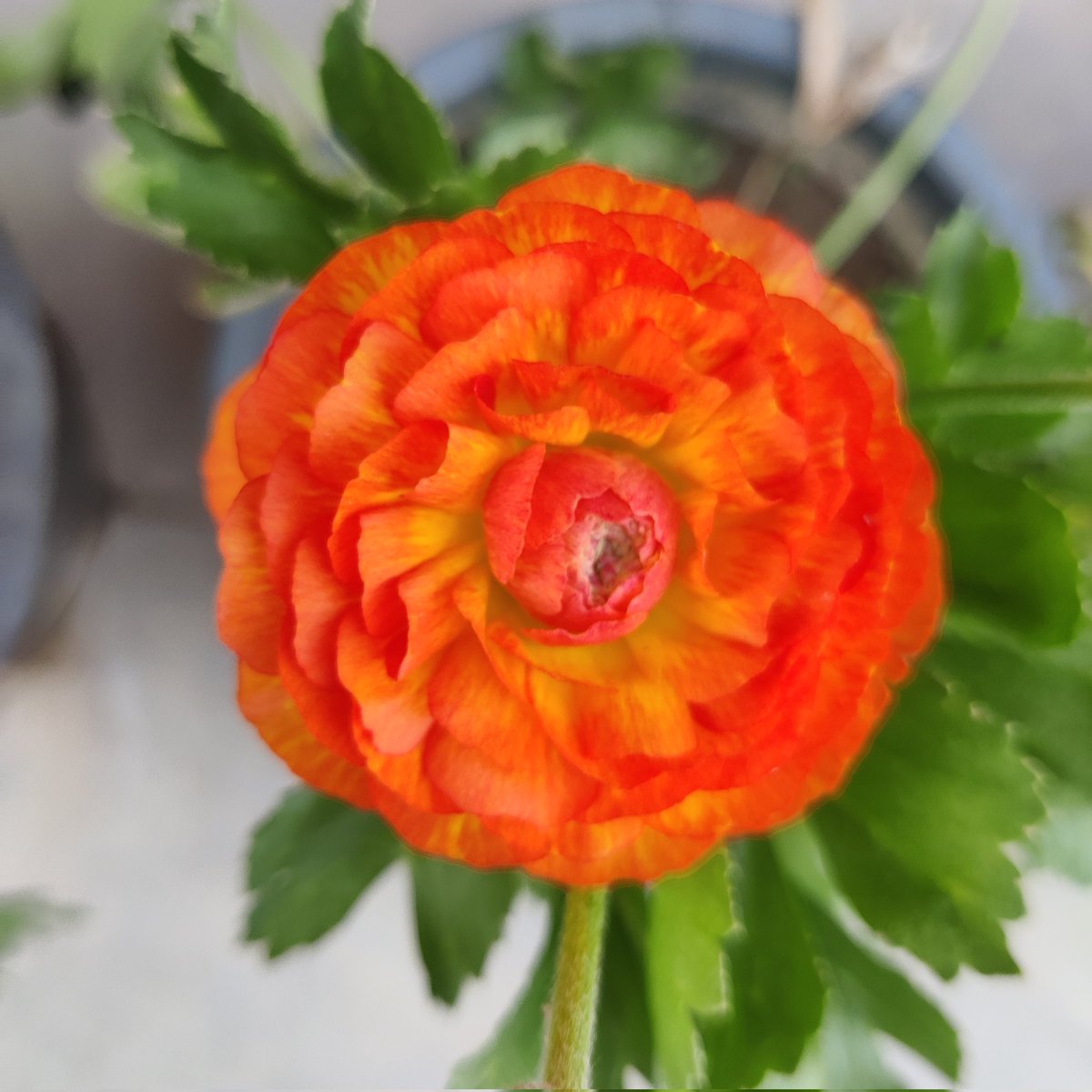 Good morning friends 🌹🙏 
Flowers #Gardening #Nature