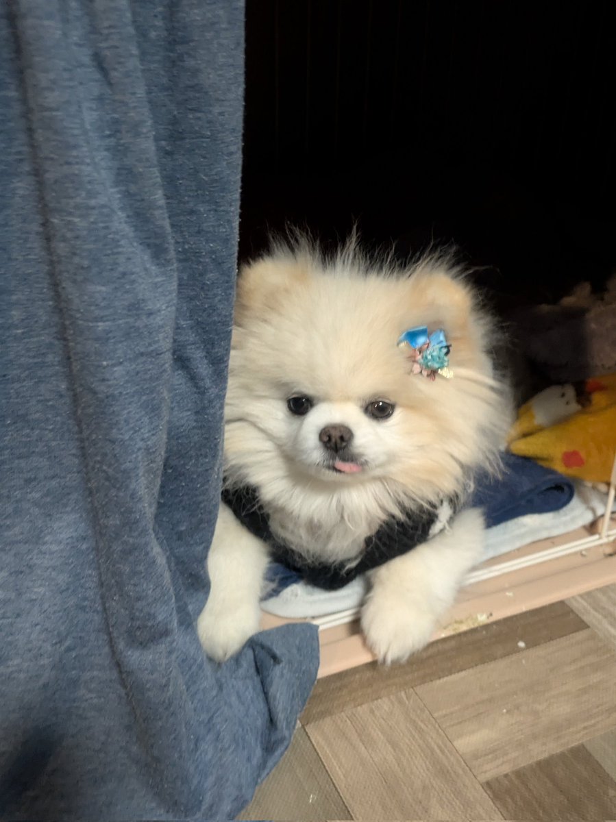 ポメ子 ?media_id=3805321570974694565