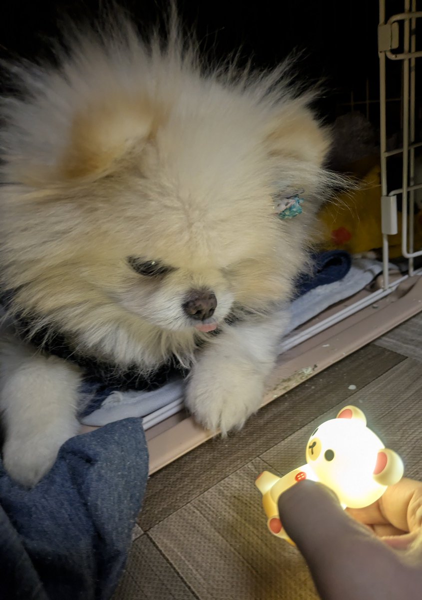 ポメのハッピー (@CvURT4VB0FlXs6B) / Posts / X