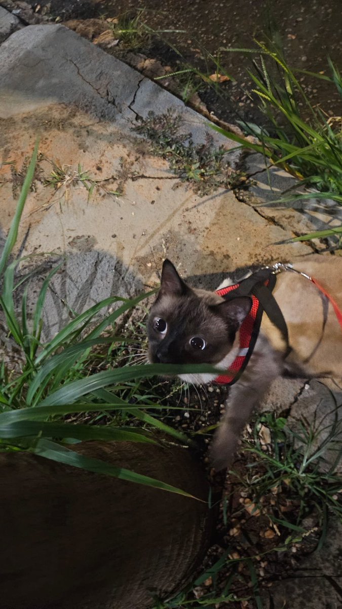 gatinho passeando na rua