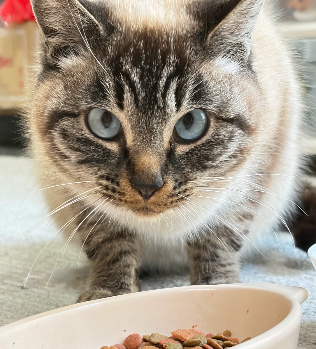 レオぽん様専用❣ Leo様 専用ち Leo様 専用ち レオ❣️プロフィール