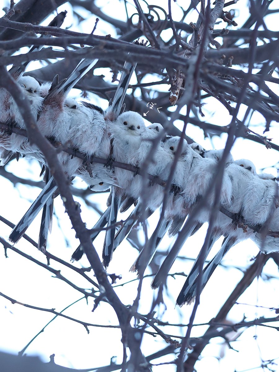 daily_simaenaga's tweet image. みんなのTLにシマエナガみちみちあふれてますかああああああ？