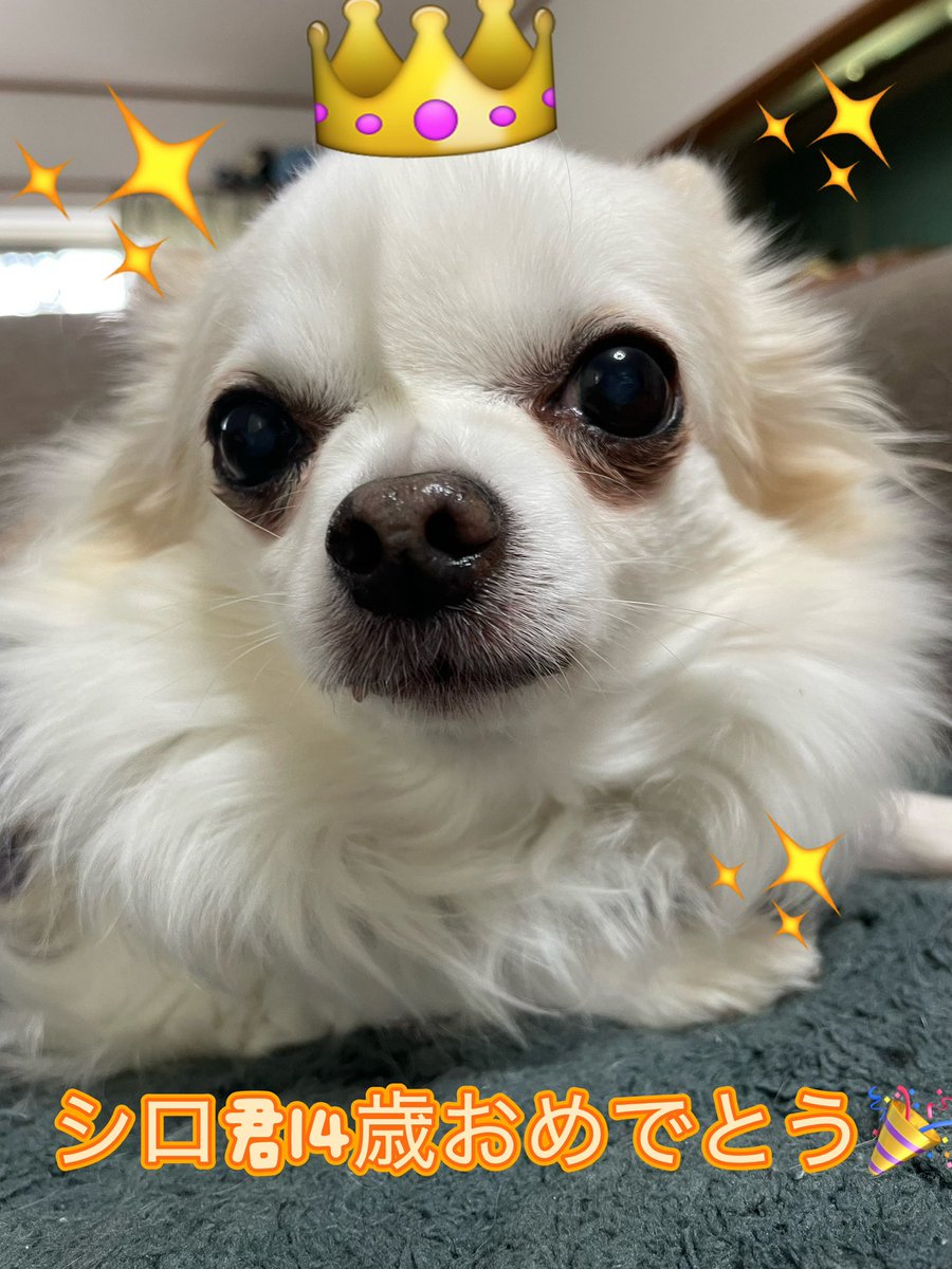 シロくん、本日14歳になりました👏🏻👏🏻
お誕生日おめでとう🎂🎉
小さい時から一緒に暮らした、さくらとイチローが旅立ち、末っ子だったシロも今では5匹の最年長！すももちゃんとのコンビも最高だね！🥰　長生きするぞー💪🏻
#チワワ　#秘密結社老犬倶楽部　#シニア犬