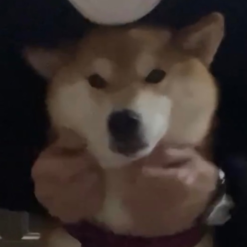 0713pinkiri's tweet photo. きゅんがおでし🐾 https://t.co/ekY5ZzAi1q