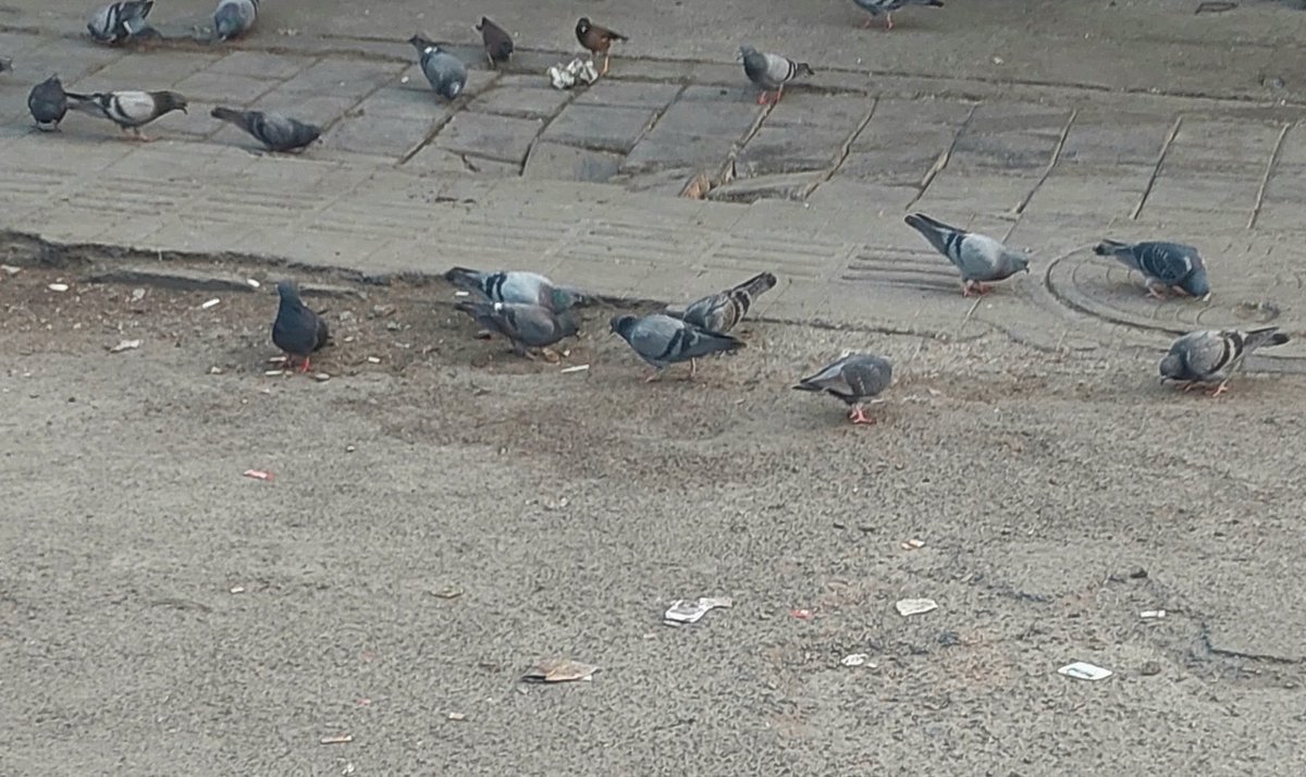 All India Pegion(Kabootar) Union 🇮🇳 tweet media