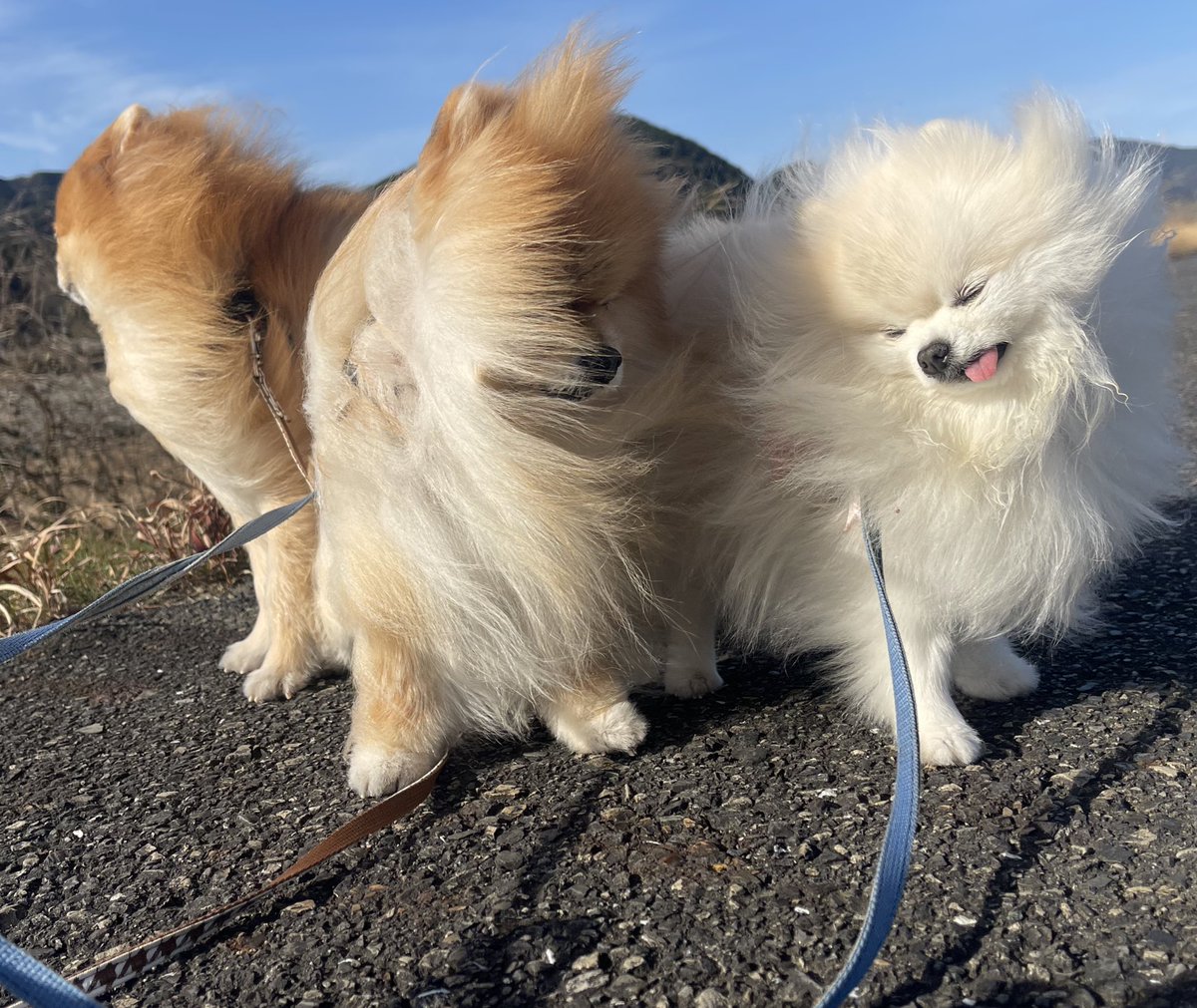 ポメラニアもふもふ3匹 (@ak1toPome) / Posts / X