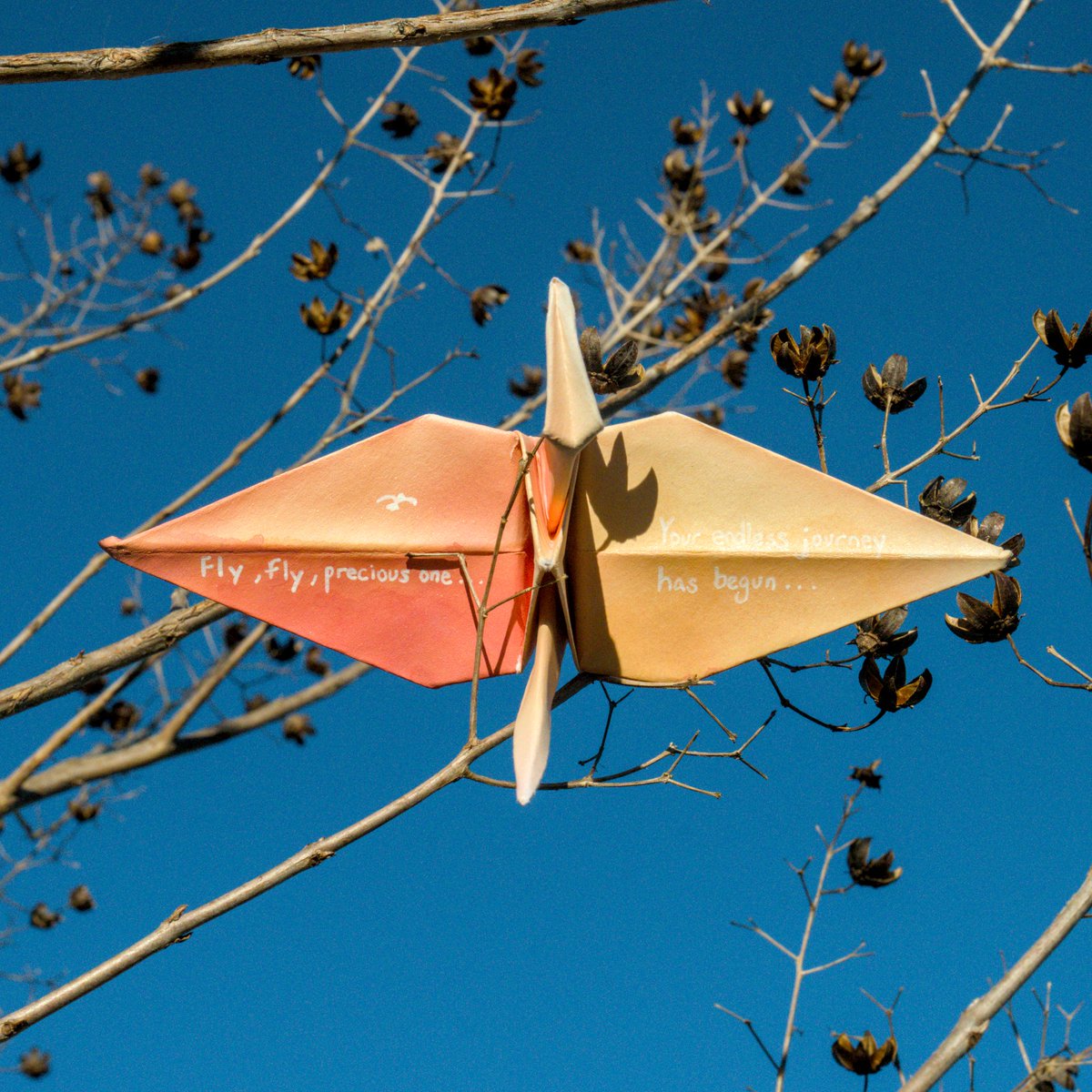 CiscoCranes's tweet photo. Nobody knows for sure when one's #time is up as it can come in an #instant. Be sure to #seize the day whenever possible with those around you.

#Fly #Vole #CelineDion #Karine #SoftestCloud #WhitestDove #Heart #Soul #PaperCranes #Origami https://t.co/wLcGuuBeLy